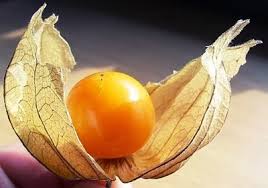Tầm b&oacute;p: Ở Việt Nam l&agrave; quả dại, ở Nhật b&aacute;n 700.000 đồng/kg - Ảnh 3.