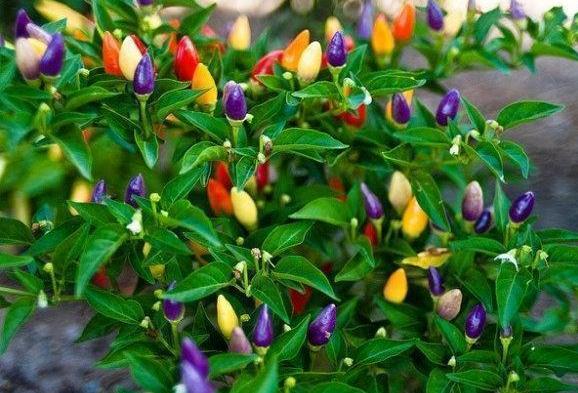 Sướng mắt với cây ớt độc và đẹp lạ lùng - Ảnh 1.