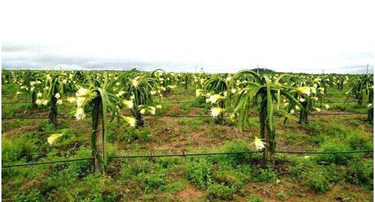 HAGL đang trồng gì, thu hoạch và bán ra sao? - Ảnh 3.