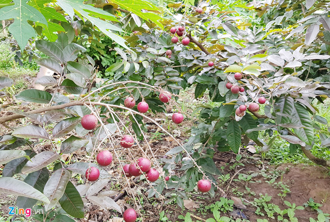 Nh&atilde;n t&iacute;m độc đ&aacute;o ở S&oacute;c Trăng - Ảnh 4.