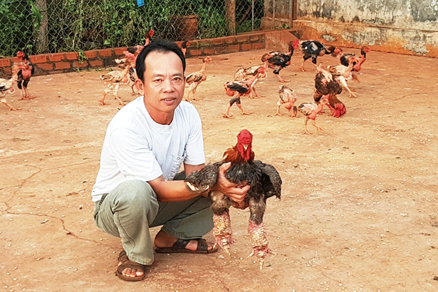 Mới 2 năm học nu&ocirc;i g&agrave; Đ&ocirc;ng Tảo đ&atilde; l&atilde;i ngay 200 triệu đồng - Ảnh 1.