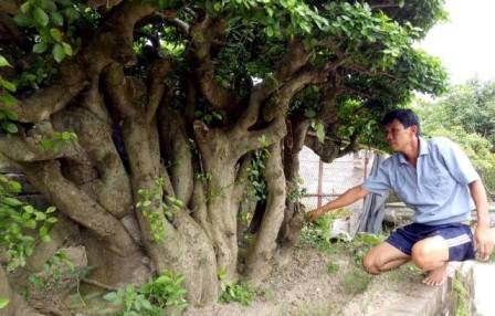 C&acirc;y duối rao b&aacute;n 1,2 tỉ ở Hải Dương c&oacute; g&igrave; đặc biệt? - Ảnh 1.
