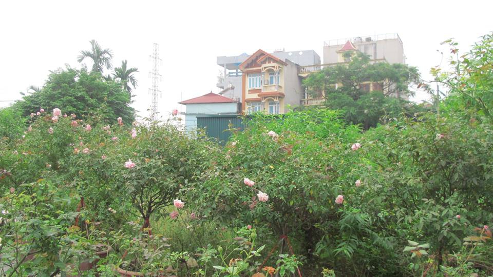 8X bỏ việc nh&agrave; nước đi trồng hồng ngoại doanh thu trăm triệu - Ảnh 3.