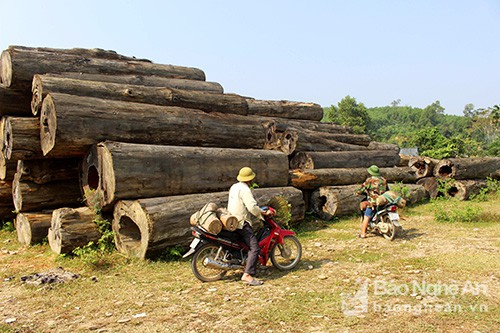Kỳ thú chuyện săn ong giống ở xứ Nghệ - Ảnh 3.
