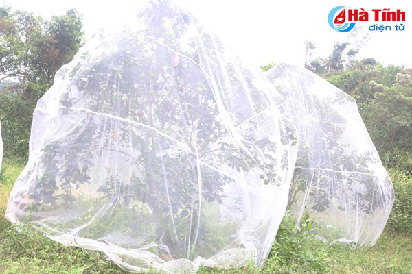 &ldquo;Vua&rdquo; cam m&aacute;ch nước chọn đ&uacute;ng cam Khe M&acirc;y - Ảnh 4.