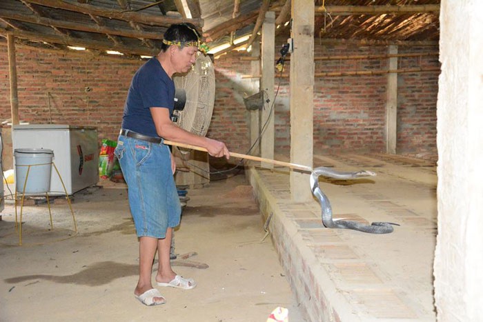 Lạ mà hay: 7 năm chăm đàn ”mãng xà” cực độc mà chưa bao giờ lỗ - Ảnh 3.