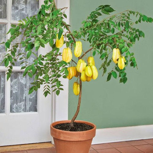 10 loại c&acirc;y vừa cho ăn tr&aacute;i vừa l&agrave;m đẹp s&acirc;n vườn - Ảnh 3.