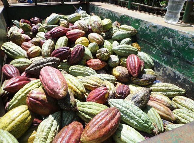 Dân Hà thành lên cơn sốt với quả ca cao tươi