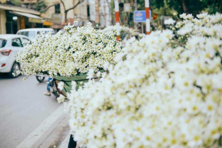 Có một mùa cúc họa mi đẹp ngỡ ngàng theo về trên phố