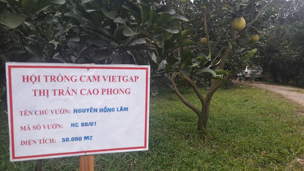 Cam Cao Phong c&ograve;n 20.000 đ/kg, lo vỡ trận v&igrave; diện t&iacute;ch tăng cao - Ảnh 3.