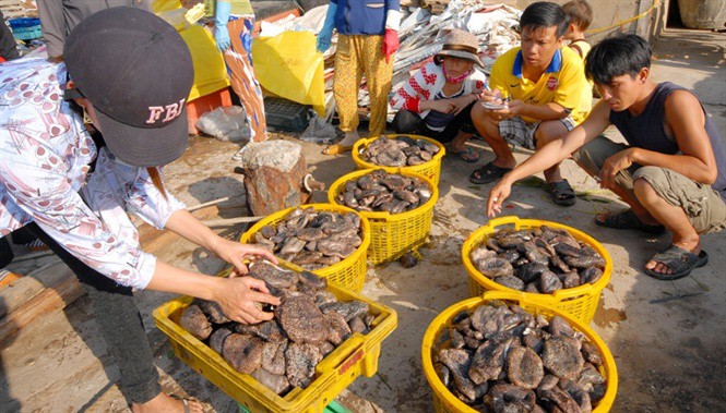 Săn lùng 'thần dược' tăng bản lĩnh đàn ông ở Phú Quốc