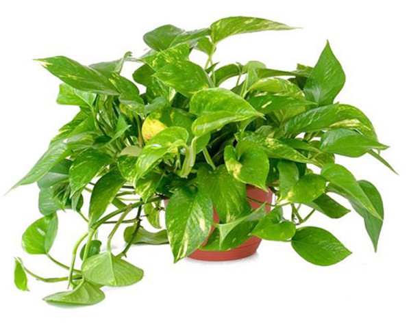 Vạn niên thanh: Cây đẹp nhưng cực độc - Ảnh 3.
