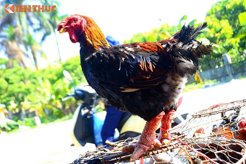 Gà Đông Tảo giá rẻ bán đầy đường, phục vụ khách ăn Tết dương