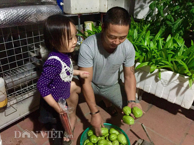 Thành quả được anh tranh thủ cùng cô con gái nhỏ thu hoạch vào buổi tối vì ban ngày luôn bận rộn với công việc