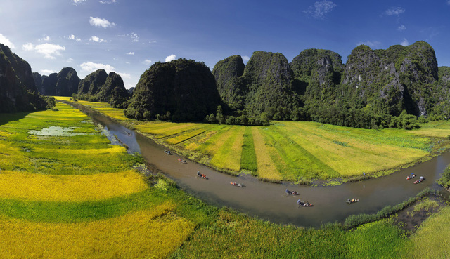 Ngỡ ngàng mùa lúa chín như tranh vẽ ở Tam Cốc