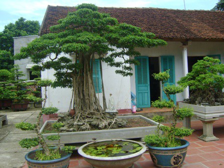 C&acirc;y sanh 1 tỉ đồng kh&ocirc;ng b&aacute;n chứa ẩn điều g&igrave;? - Ảnh 7.