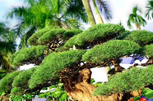 Thấy cây phi lao siêu độc, đại gia chi 400 triệu đem về - Ảnh 9.
