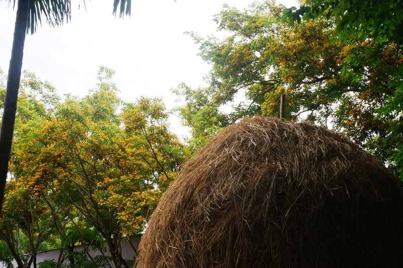 Về Tam Kỳ mê đắm bên hoa sưa vàng - Ảnh 10.