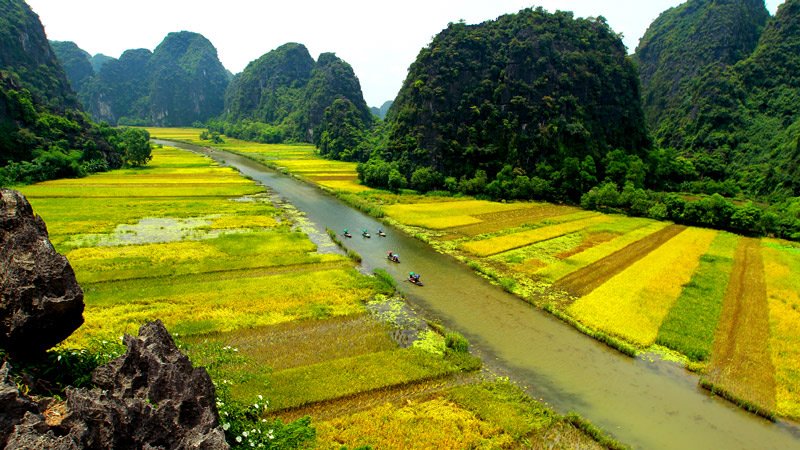 Ngất ngây trước vẻ đẹp Tam Cốc mùa lúa chín