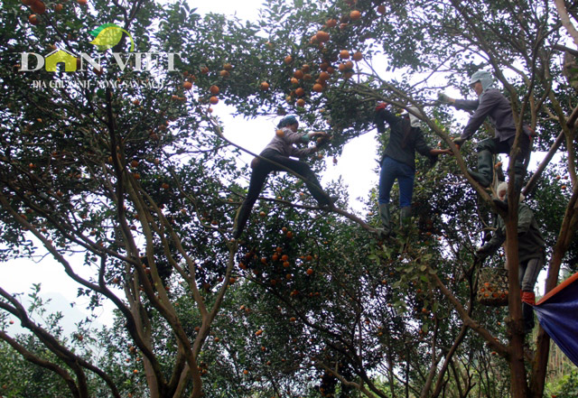 
4 &ndash; 5 người phụ nữ đ&aacute;nh đu, leo tr&egrave;o tr&ecirc;n những c&acirc;y cam cao ch&oacute;t v&oacute;t khiến những ai nh&igrave;n thấy đều lạnh người.
