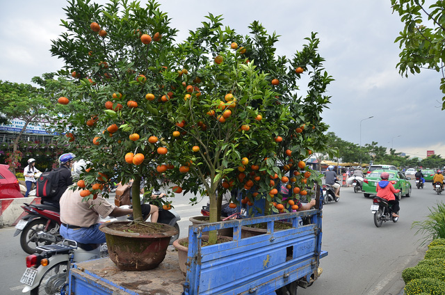 Những chậu qu&yacute;t hồng trĩu quả được người mua thu&ecirc; xe chở về nh&agrave;