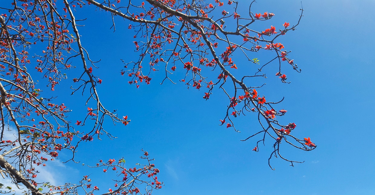 Tây Nguyên rực rỡ mùa hoa Pơ-lang