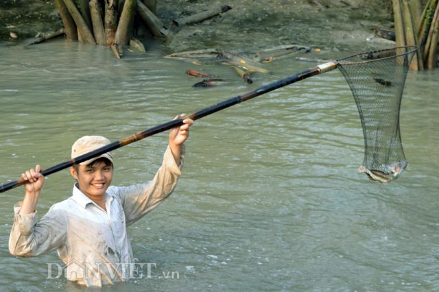 Tại những chỗ trũng nước còn khá sâu, rất khó để bắt được những con cá khỏe