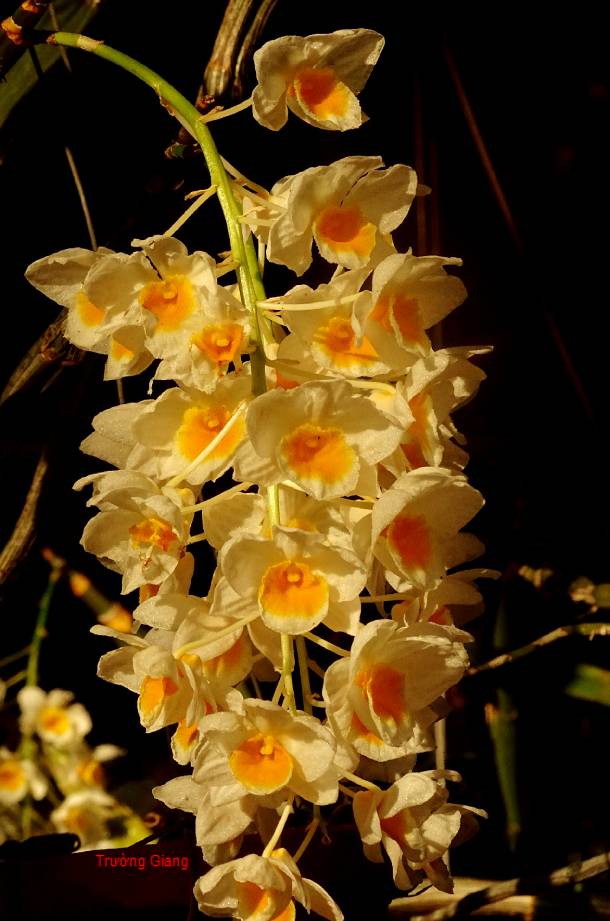 
Ho&agrave;ng thảo Thủy ti&ecirc;n đẹp ki&ecirc;u sa, c&aacute;nh hoa trắng, điểm th&ecirc;m m&agrave;u v&agrave;ng nhạt ở giữa m&agrave; người chơi lan hay gọi đ&acirc;y l&agrave; kiều vu&ocirc;ng
