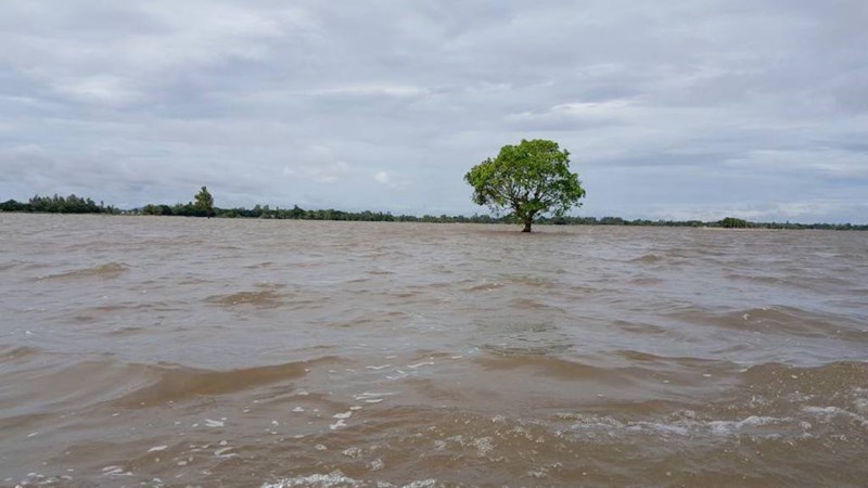 Sướng g&igrave; bằng ăn c&aacute; linh ngay đồng nước nổi - Ảnh 4.