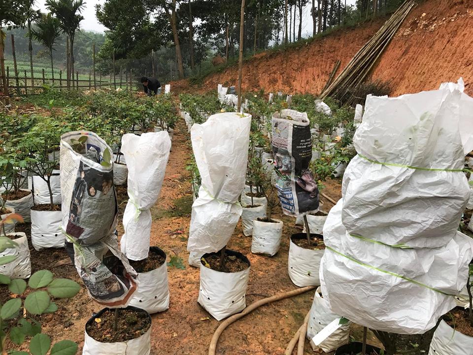 8X bỏ việc nhà nước đi trồng hồng ngoại doanh thu trăm triệu - Ảnh 4.