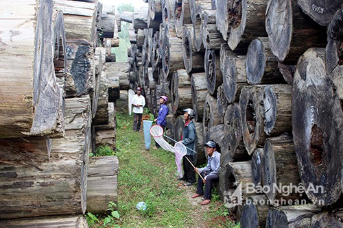 Kỳ thú chuyện săn ong giống ở xứ Nghệ