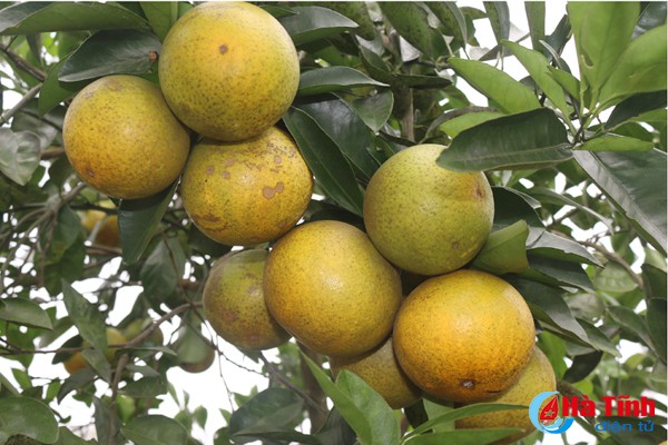 &ldquo;Vua&rdquo; cam m&aacute;ch nước chọn đ&uacute;ng cam Khe M&acirc;y - Ảnh 5.