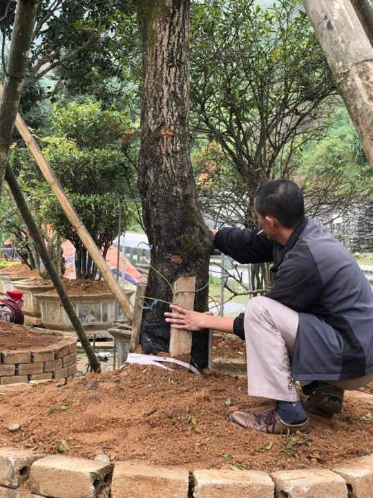 Đại gia cõng bao tải tiền, đổi ô tô tiền tỷ mua 4 cây mộc hương trăm tuổi