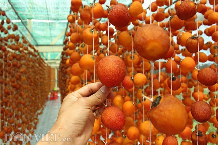 Làm hồng treo Đà Lạt cho thu nhập hàng trăm triệu đồng