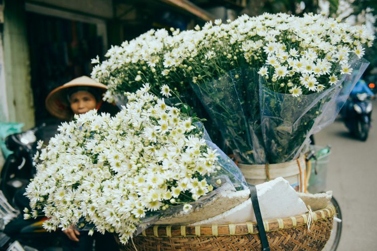 C&oacute; một m&ugrave;a c&uacute;c họa mi đẹp ngỡ ng&agrave;ng theo về tr&ecirc;n phố - Ảnh 4.