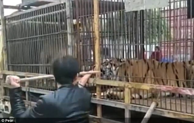 Kinh hoàng cọp xiếc sổng chuồng - Ảnh 5.