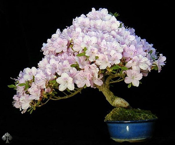 Mê mẩn những chậu bonsai để bàn đẹp hút mắt