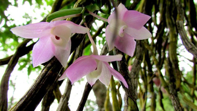 Chiêm ngưỡng hoa phong lan rừng Sa Pa - Ảnh 4.