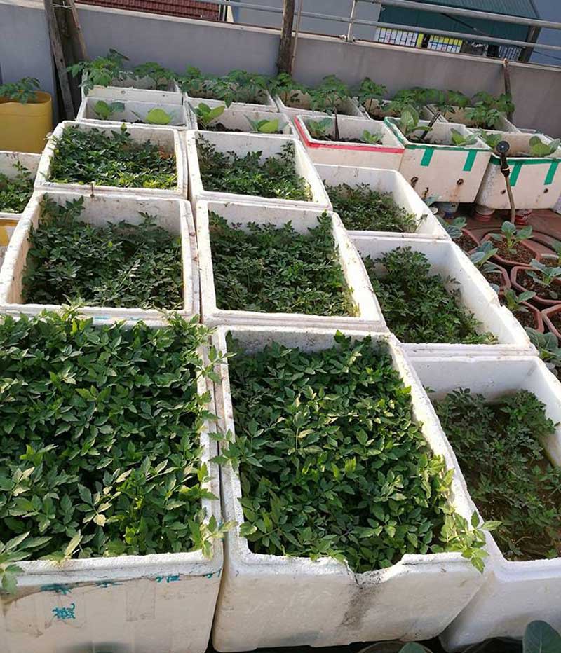 Khoai t&acirc;y, bắp cải d&agrave;y đặc tr&ecirc;n m&aacute;i nh&agrave; ở H&agrave; Nội - Ảnh 4.