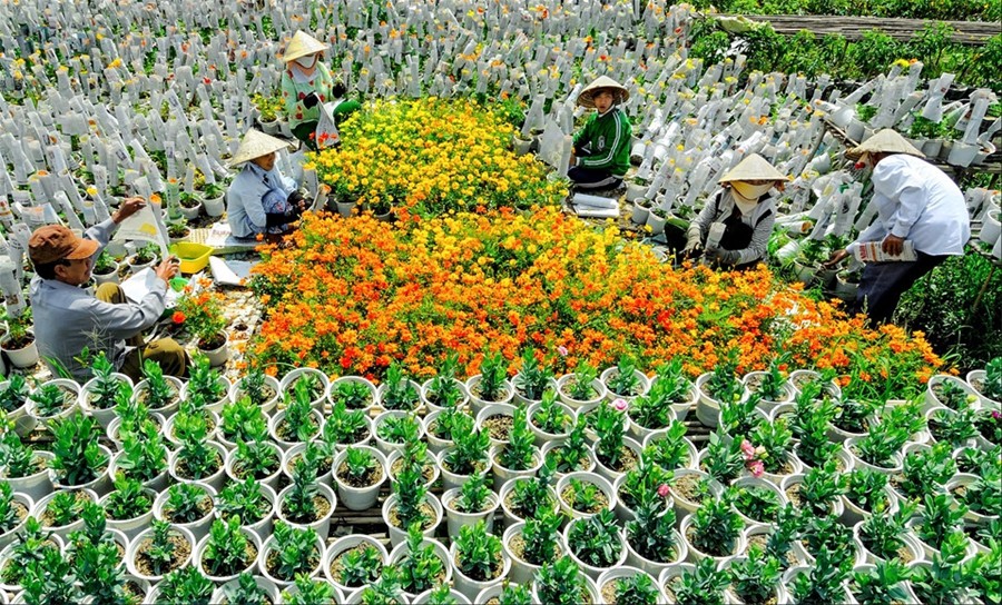 Làng hoa lớn nhất Nam bộ Sa Đéc tất bật vào mùa Tết
