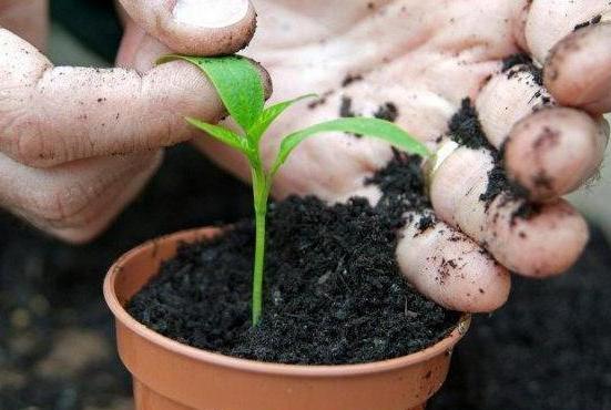 Sướng mắt với cây ớt độc và đẹp lạ lùng - Ảnh 12.