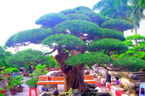 Thấy cây phi lao siêu độc, đại gia chi 400 triệu đem về - Ảnh 12.