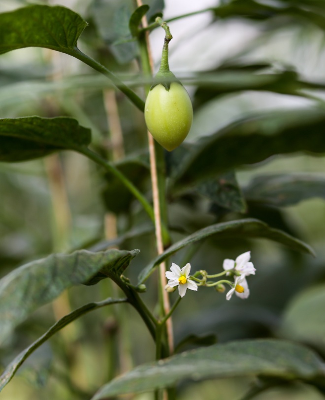 Dưa Pepino được anh Định trồng trong nh&agrave; k&iacute;nh theo phương ph&aacute;p ứng dụng c&ocirc;ng nghệ cao. Dưa được trồng tr&ecirc;n luống cao 20cm, rộng 1,5m, mỗi luống 2 h&agrave;ng, khi c&acirc;y trưởng th&agrave;nh cao khoảng 2m.