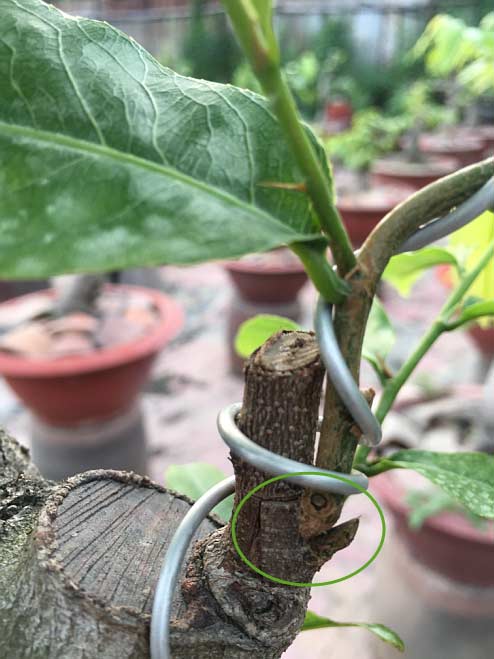 Chủ vườn mai hồi hộp chờ Tết
