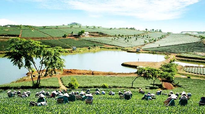 Mơ màng cảnh sắc ở Di Linh. Ảnh: Vietnamtourism.