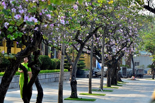 Hoa ban Tây Bắc đẹp nao lòng giữa Hà Nội