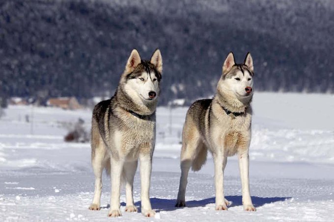 8 điều &iacute;t biết về v&ugrave;ng đất băng gi&aacute; Siberia - Ảnh 5.