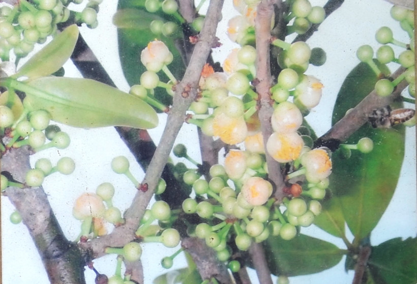 C&oacute; thật c&acirc;y bạch mai cổ 300 năm tuổi ở Bến Tre - Ảnh 5.