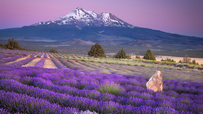 Thiên đường oải hương tràn sắc tím giữa lòng Provence - Ảnh 6.