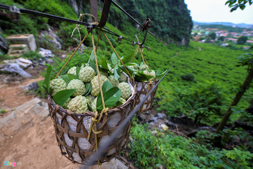 Nhọc nhằn trồng na tr&ecirc;n n&uacute;i đ&aacute; - Ảnh 5.